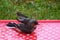 Baby white wagtail Motacilla alba bird washing