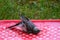 Baby white wagtail Motacilla alba bird washing