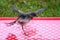 Baby white wagtail Motacilla alba bird washing