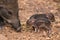 Baby wild boar