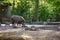 Baby wild boar with mother in the park