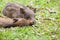 Baby wild boars sleeping on grass