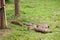 Baby wild boars sleeping on grass