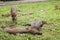 Baby wild boars sleeping on grass