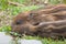 Baby wild boars sleeping on grass