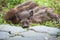 Baby wild boars sleeping on grass