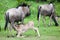 Baby wildebeest drinking milk