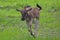 Baby wildebeest running