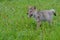 Baby wolf cub in field of wildflowers.