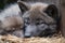 baby wolf, eyes still closed, nestled in mother's fur