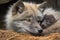 baby wolf, eyes still closed, nestled in mother's fur