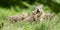 Baby wolf playing with her mum in the forest