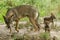 Baby wolf playing with her mum in the forest