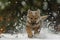 Baby wolf in snow nature. Generate Ai