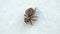 Baby wolf spider