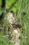 A baby wood duck preens itself on  fallen log  in a marsh.