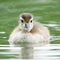 Baby Wood Duckling Swimming in a Pond