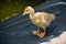 Baby yellow goose chick standing near a pond in Barranco Miraflores Lima Peru