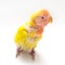 Baby yellow love bird