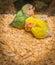 Baby yellow lovebird