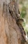 Baby yellow robin bird peering from nest in tree trunk