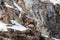 Baby young Bighorn Sheep on snowy cliff\'s edge near Jackson Wyoming