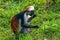 Baby Zanzibar red colobus or Procolobus kirkii