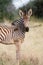 Baby Zebra