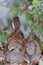 Baby Zebra Doves on a Neon Tree