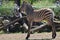 Baby zebra going for a walk