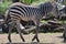 Baby zebra going for a walk