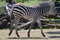 Baby zebra going for a walk