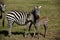 Baby zebra and her mother