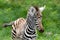 Baby zebra at Lake nakuru national reserve