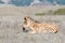 Baby zebra laying in a drought parched field