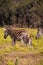 Baby Zebra with Mother in Grassland, Swaziland, Mlilwane Wildlife Sanctuary