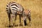 Baby Zebra nursing