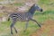 A baby zebra running in the savannah