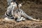 Baby zebra sitting on the ground