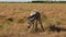 Baby zebra standing alone in middle of field, wild horse with white and black stripes