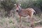 A baby zebra standing in the bush