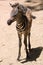 A Baby Zebra Stands on His Long Skinny Legs