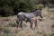 Baby Zebra stops to nurse with its mother in Kenya