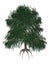 Babylon or weeping willow, salix babylonica tree -