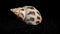 Babylonia Areolata shell on a black sand background 4K
