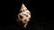 Babylonia Areolata shell on a black sand background 4K