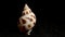 Babylonia Areolata shell on a black sand background HD