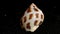 Babylonia Areolata shell on a black sand background HD