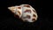 Babylonia Areolata shell on a black sand background HD