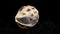 Babylonia Areolata shell on a black sand background HD